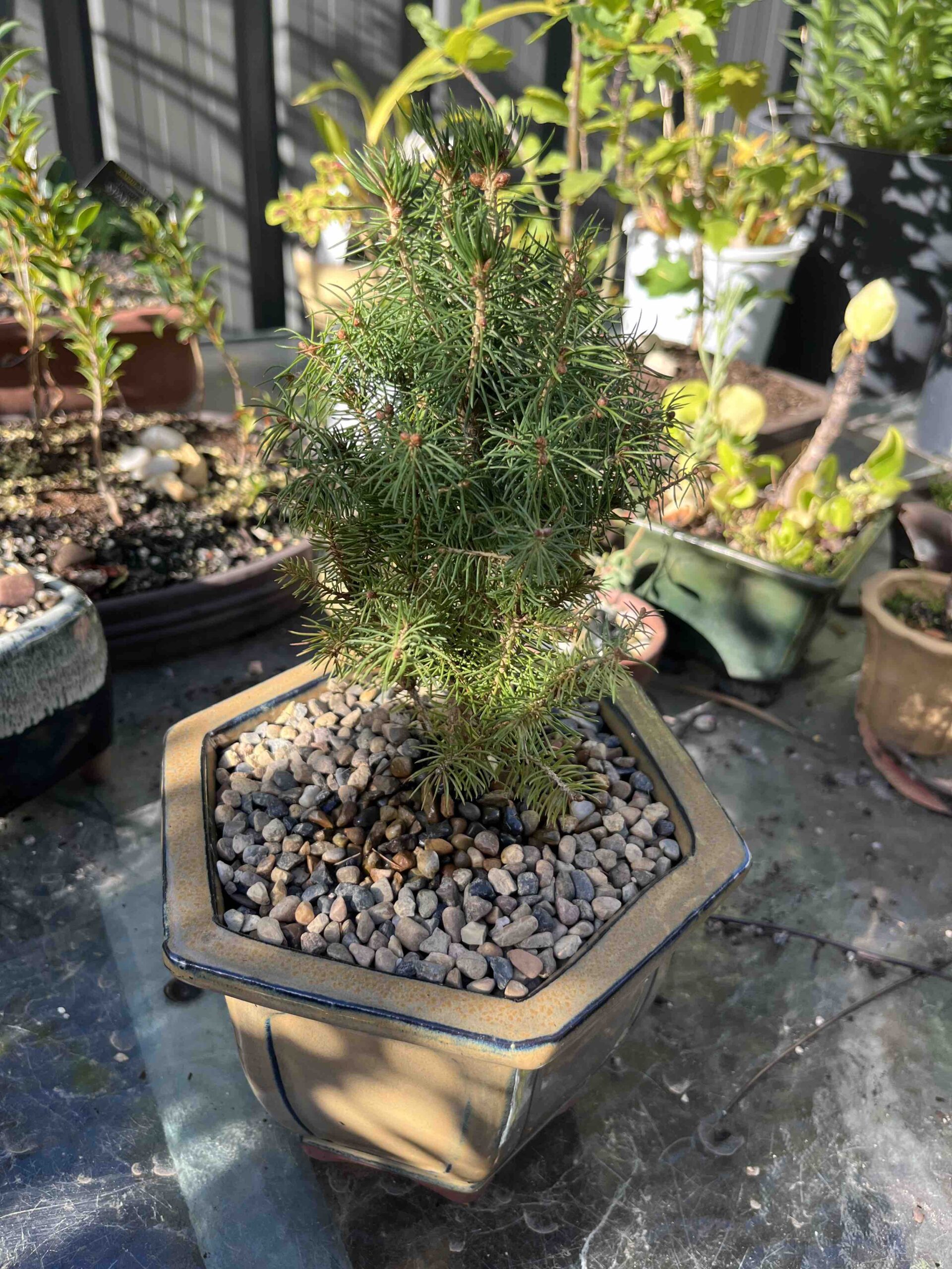 Bonsai1