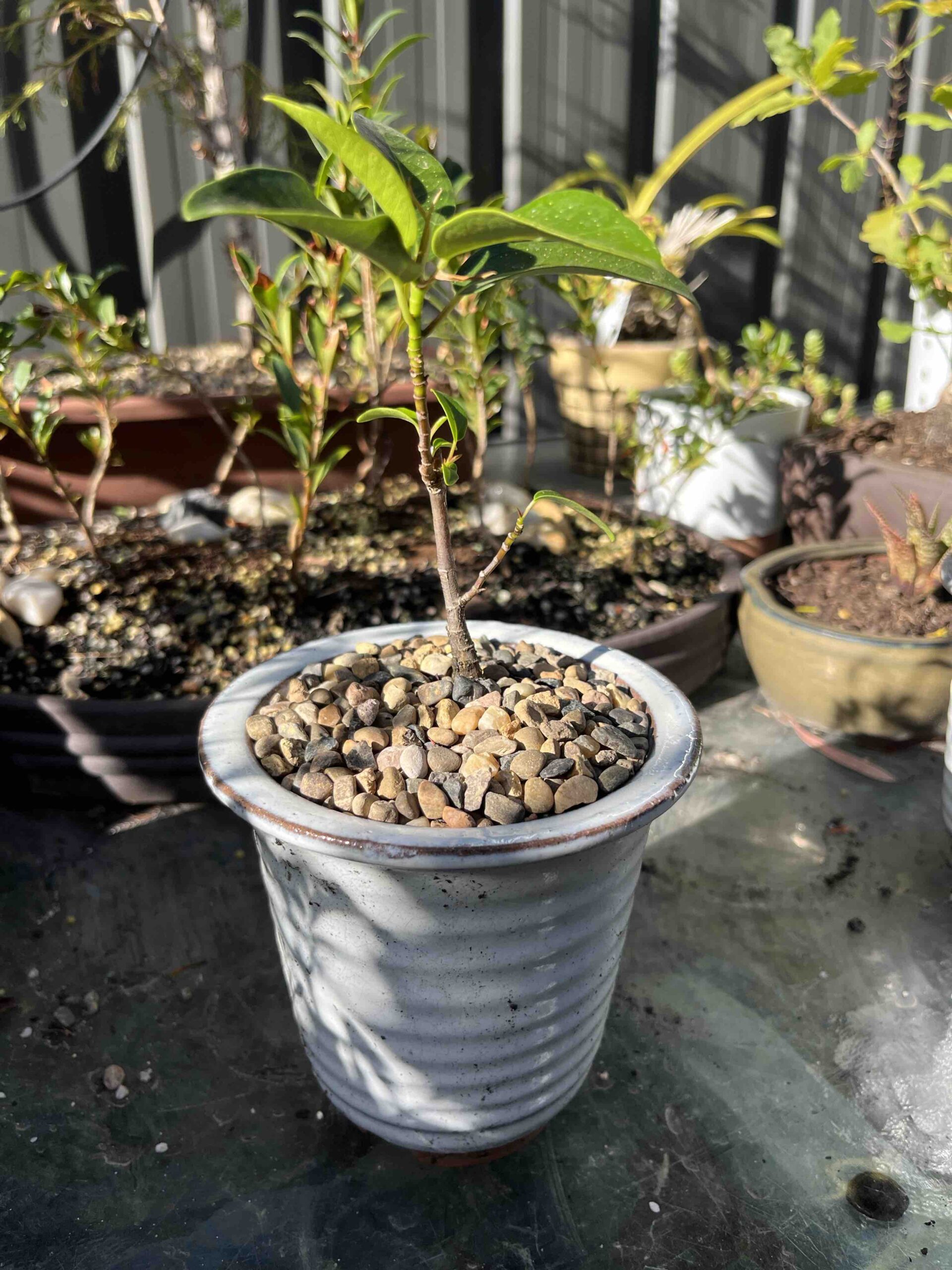 Bonsai4