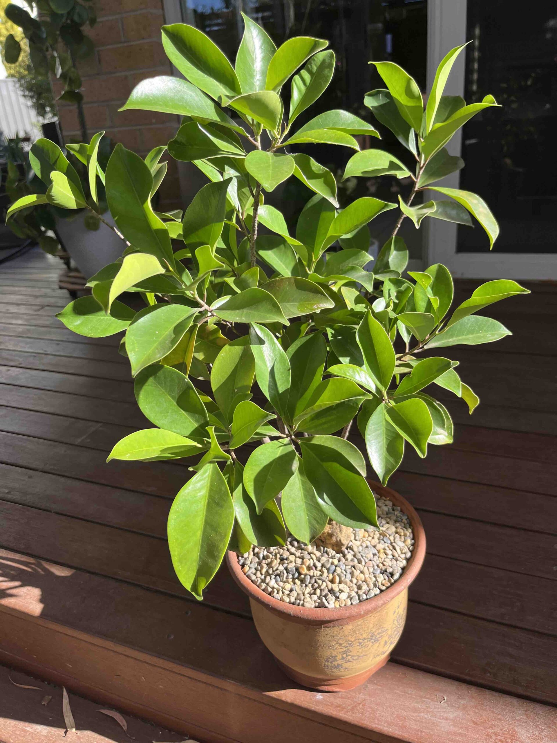 Bonsai6
